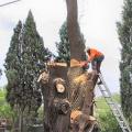 Abattage arbre dangereux