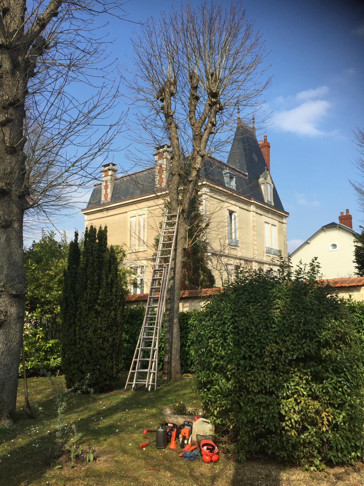 Avant la Taille du Marronnier