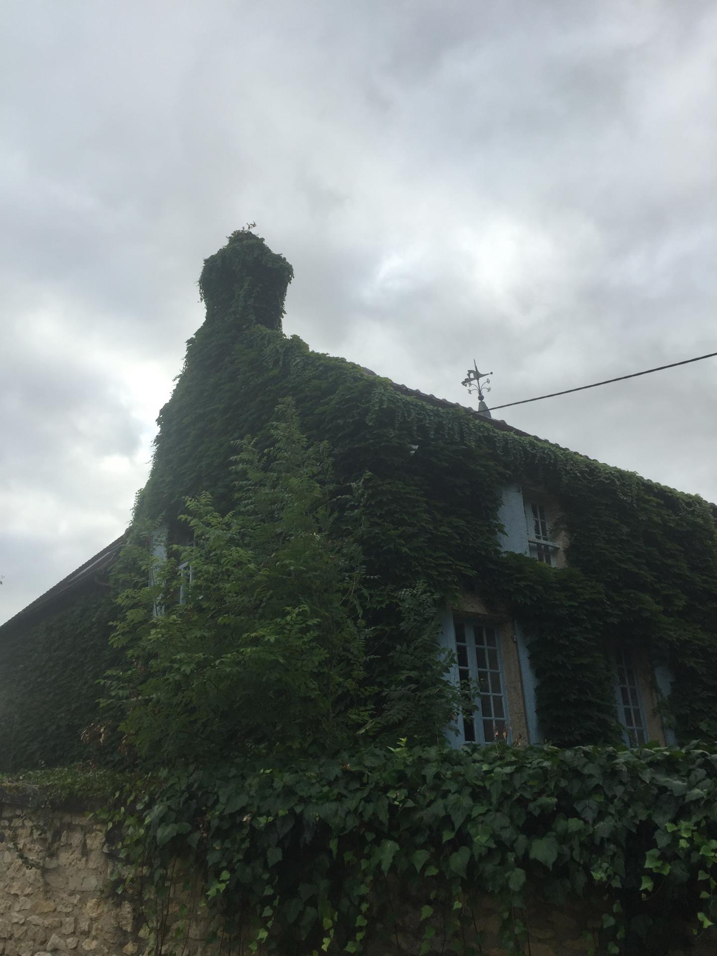 Avant la Taille de la Vigne Vierge