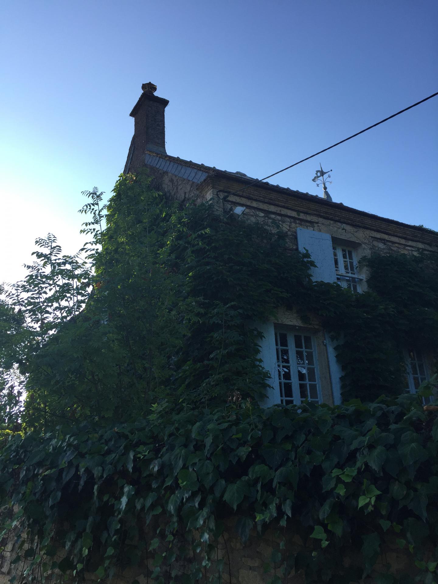 Aprés la Taille de la Vigne Vierge
