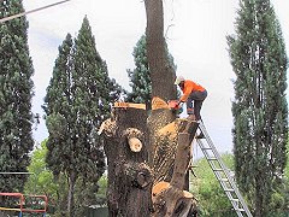 Abattage arbre dangereux