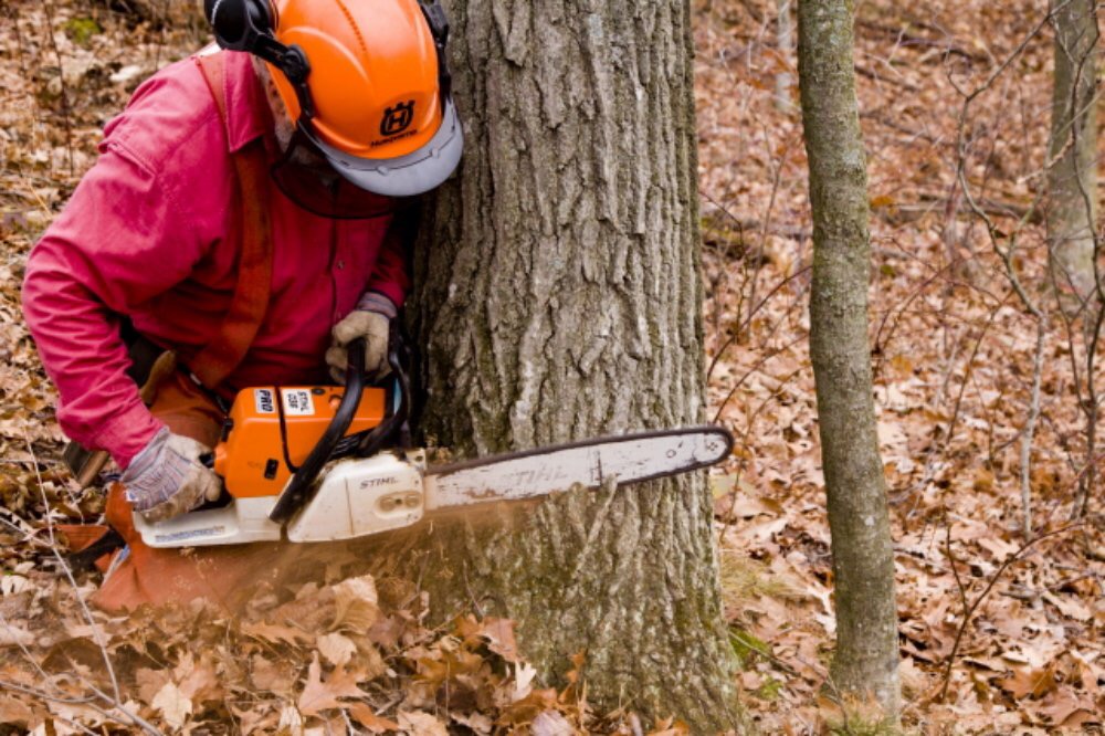 Abattage d'un arbre démontage d'un chêne a la tronçonneuse 1