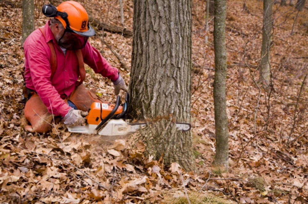 Abattage d'un arbre démontage d'un chêne a la tronçonneuse 3