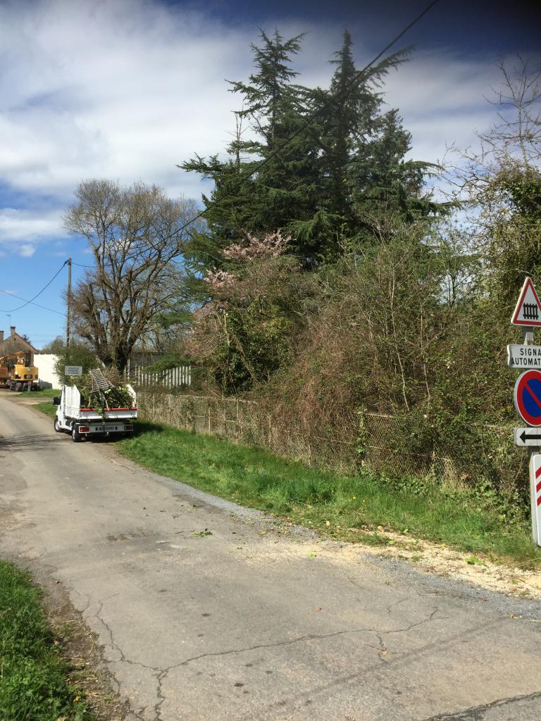 Taille d'entretien étêtage d'un arbre a la Celle sur Loire 58440 Nièvre 58 bourgogne 2