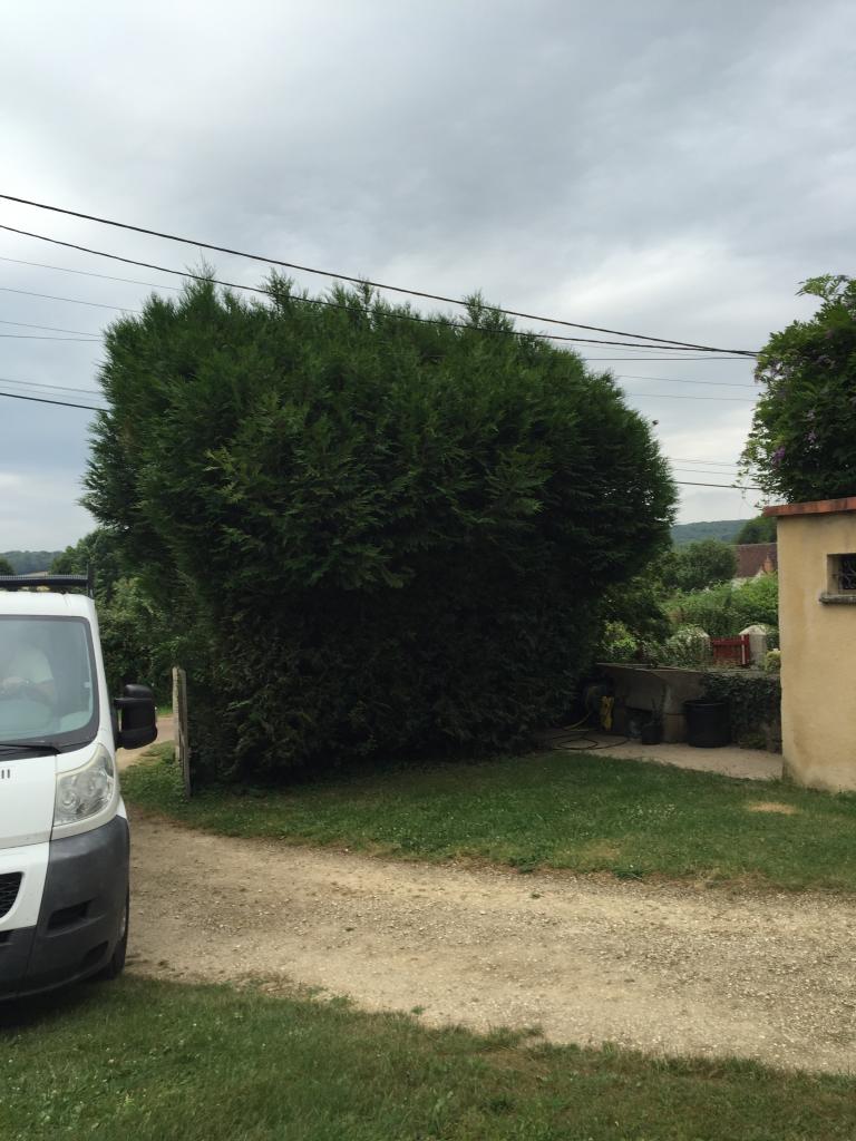 Taille des repousses d'une grande haie de thuyas a chateauneuf val de bargis avant